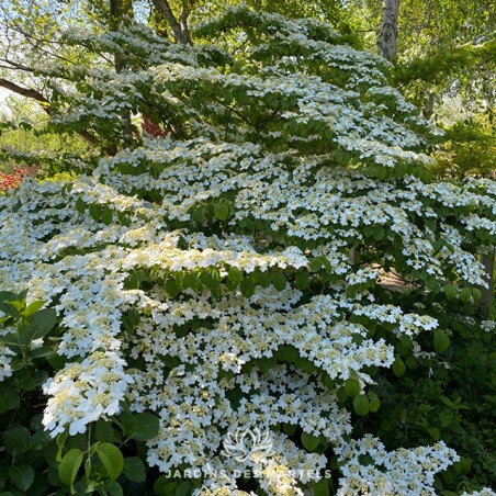 Viburnum plicatum shasta