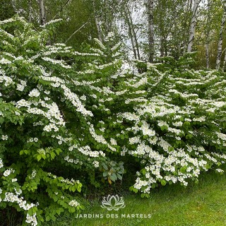 Viburnum plicatum shasta