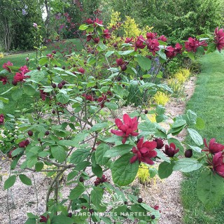 Sinocalycanthus hartlage wine