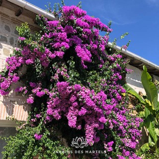 Bougainvillier violet de meze