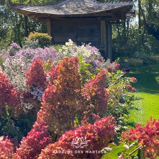 Hydrangea paniculata Fraise melba