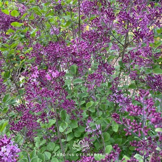Syringa bloomerang dark purple