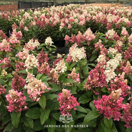 Hydrangea paniculata Pinky windy