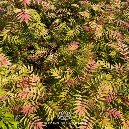 Sorbaria sorbifolia pink hopi