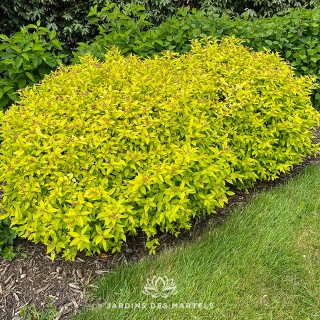 Spirea japonica double play gold