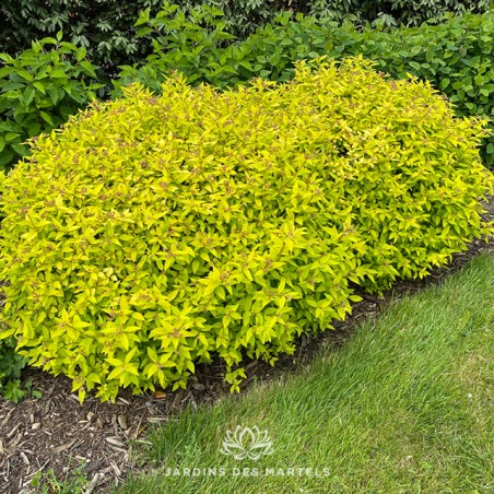 Spirea japonica double play gold