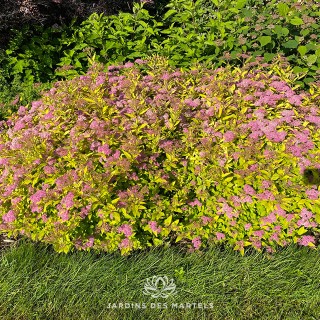 Spirea japonica double play gold
