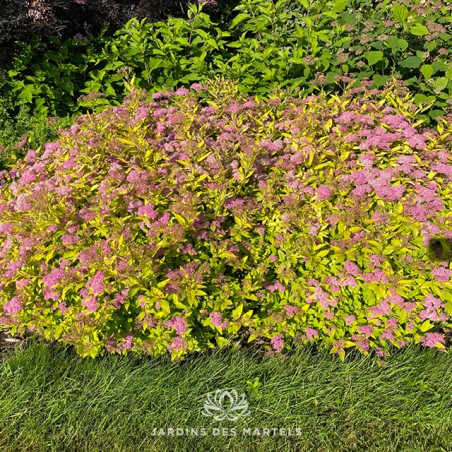 Spirea japonica double play gold