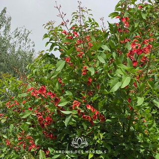 Erythrina crista galli