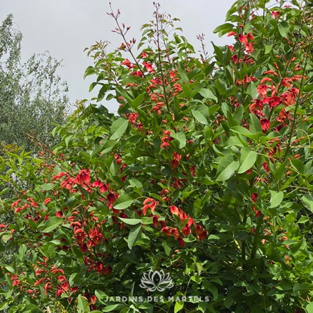 Erythrina crista galli