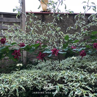 Cornus alternifolia variegata