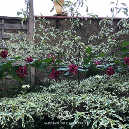 Cornus alternifolia variegata