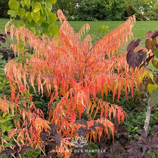 Rhus typhina Tiger Eyes