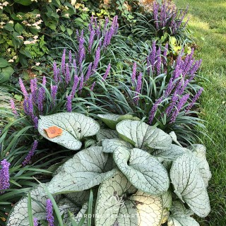 Liriope muscari ingwersen