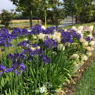 Agapanthus vallée de la Loire