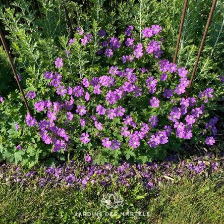 Geranium sirak