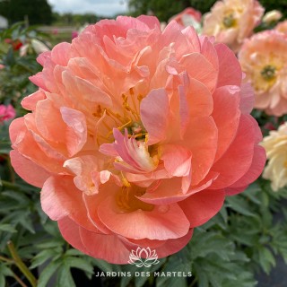 Paeonia lactiflora coral charm