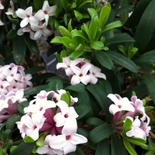 Daphne eternal fragance