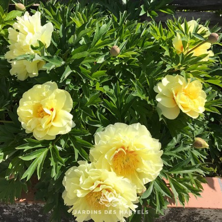 Pivoine itoh bartzella