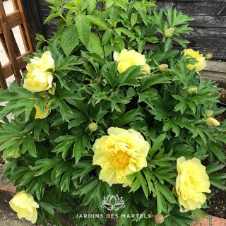Paeonia itoh Bartzella