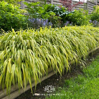 Hakonechloa macra aureola