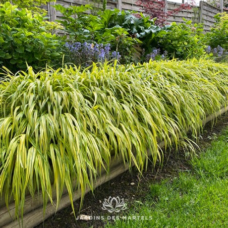 Hakonechloa macra aureola