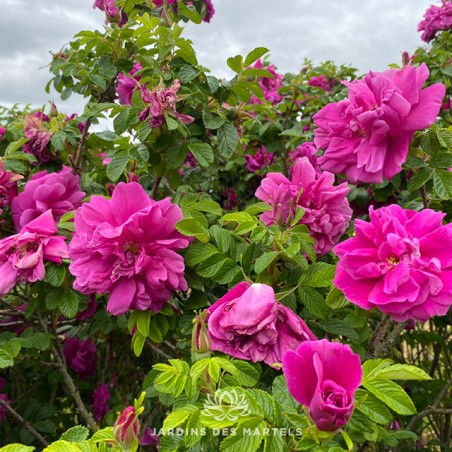 Rosa rugosa exception