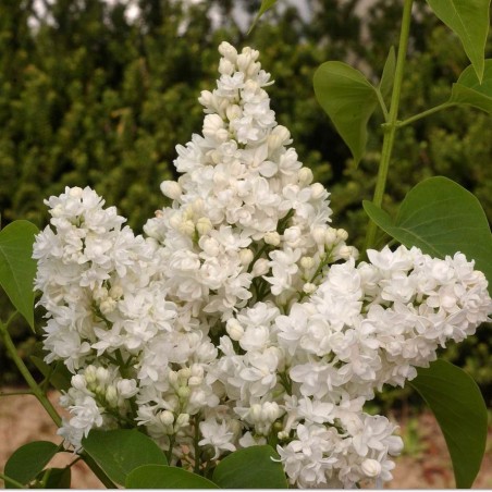 Syringa vulgaris dentelle d'anjou