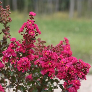 Lagerstroemia indica braise d'été