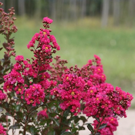 Lagerstroemia indica braise d'été