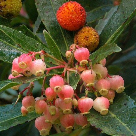 Arbutus unedo rubra compacta