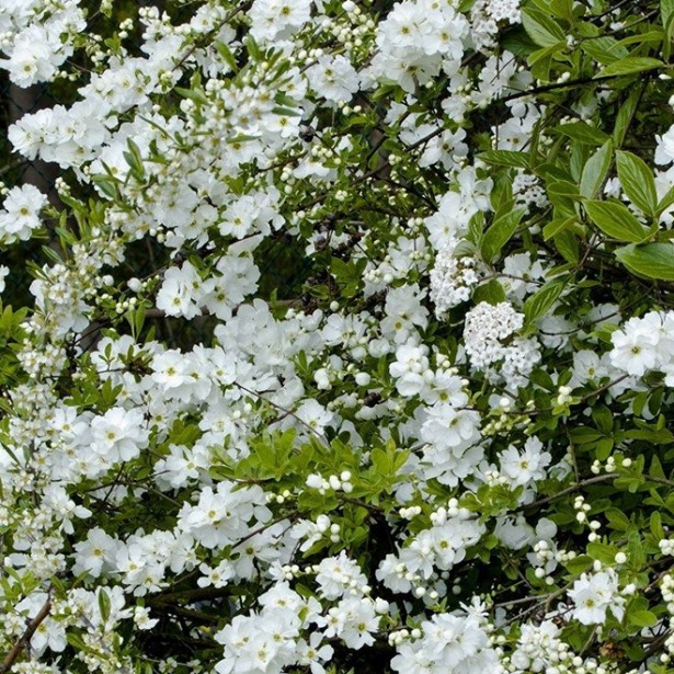 Exochorda racemosa niagara