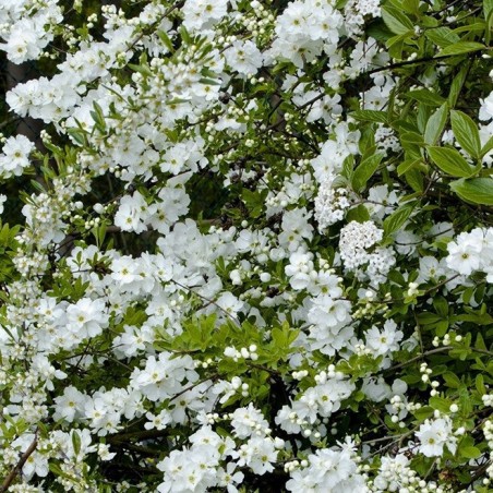 Exochorda racemosa niagara