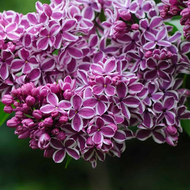 Syringa vulgaris sensation