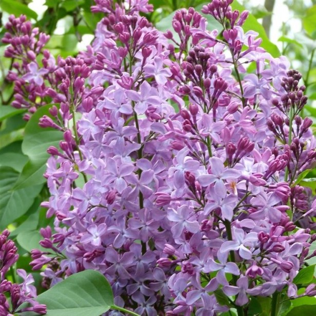 Syringa vulgaris princesse Sturdza