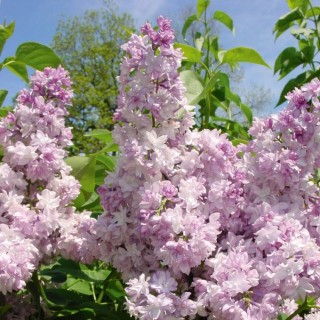 Syringa vulgaris rose de Moscou
