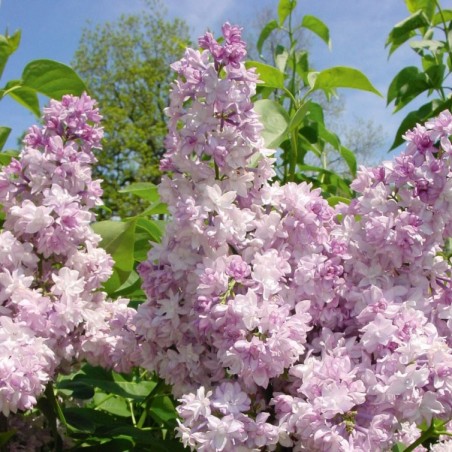 Syringa vulgaris rose de Moscou
