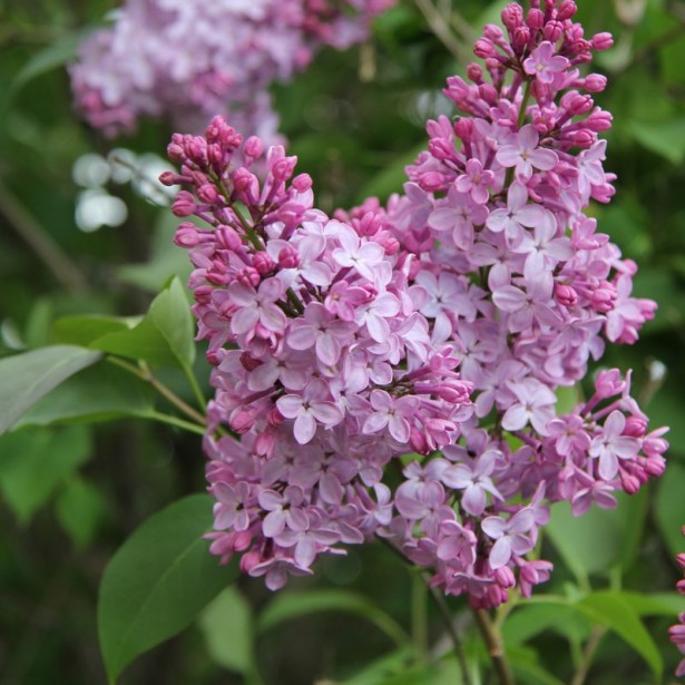 Syringa vulgaris zhemchuzhina