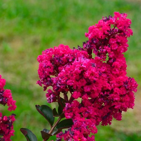 Lagerstroemia indica fuchsia d'été