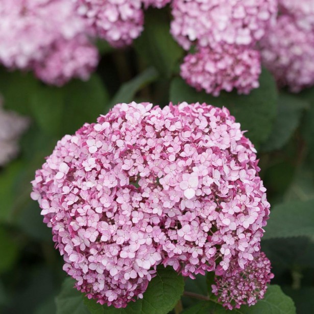 Hydrangea arborescens Sweet Annabelle