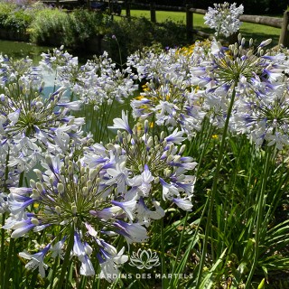 Agapanthus twister