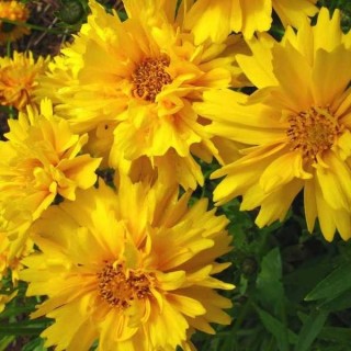 Coreopsis grandiflora double the sun