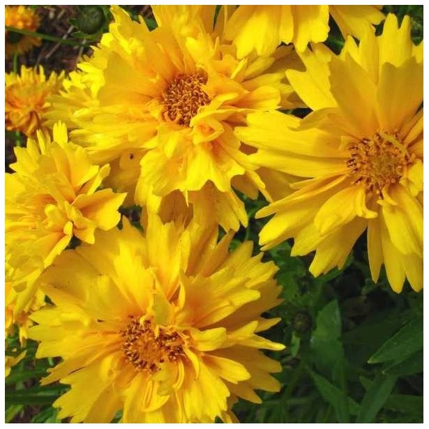 Coreopsis grandiflora double the sun