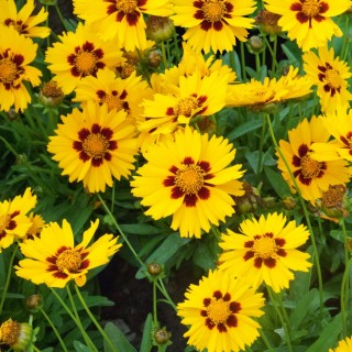 Coreopsis grandiflora domino