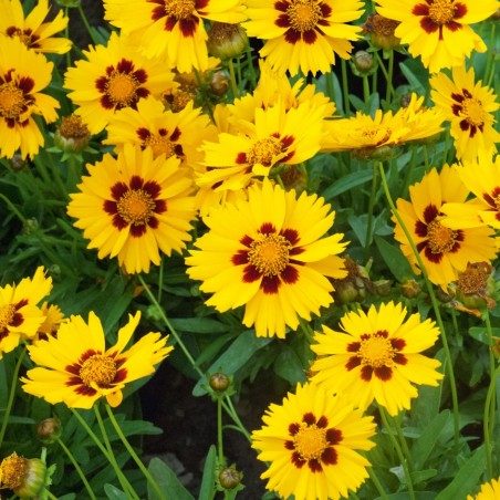 Coreopsis grandiflora domino