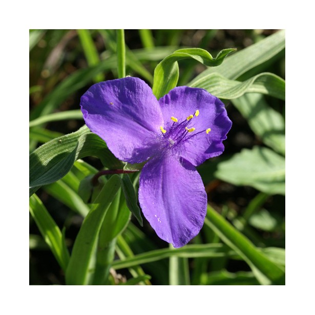 Tradescanthia zwaenburg blue
