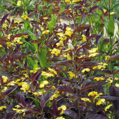 Lysimachia ciliata Fire Cracker