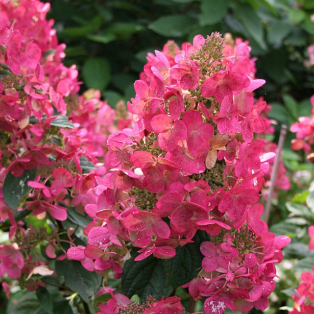 Hydrangea paniculata Magical Fire