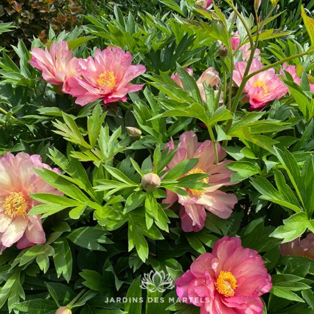 Paeonia Itoh Julia Rose