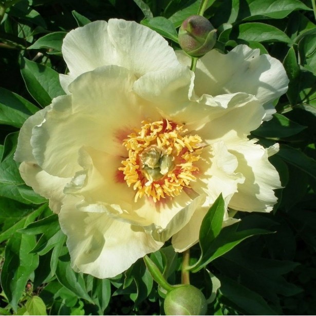 Paeonia itoh Viking Full Moon